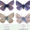 polyommatus icarus fominae tab